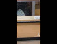 Girl says black cat in cage wants to fight 