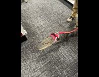 Man take emotional support alligator inside store
