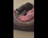 Dog chews on plastic water bottle