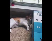 Cat laying under window catches fish toy 