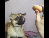 Guy squeaks donut squeaky toy at pt. 2