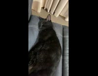 Black cat gets startled waking up 