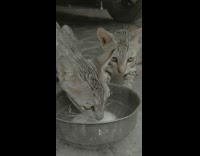 2 kittens drink milk from bowl 