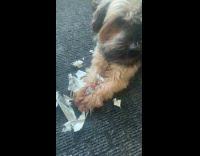 Dog ate package label trash on floor