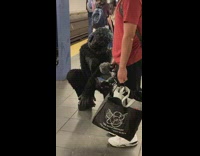 Two people in dog costume at station