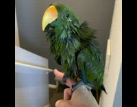 Wet green parrot shake body  slow motion