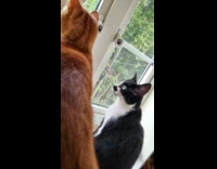 Black and white cat randomly slaps orange cat 