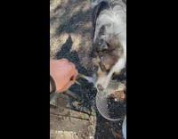 Australian shepherd dog bites water gold faucet 