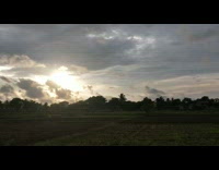 Indian Rice farm at sundown birds chirp windy
