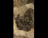 Family of rats inside of cement block 