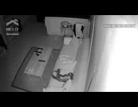 Dog plays on couch and fell down