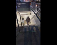 Lady in Smeagol Helmet Crawls Up from Subway Stairs