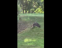 giant hawk with a rabbit in claws