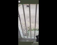 Chihuahua growls at another dog