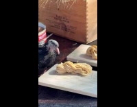 Pigeon eats pasta noodle on table outside