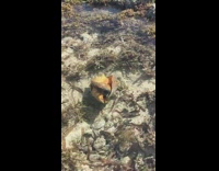 Orange conch moves around underwater 