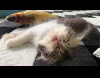 Kitten cat moves mouth during sleep dream