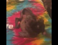 Girl tells brown puppy lay down bang 