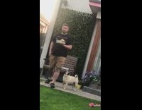 Guy photographs burger plate backyard pug dog 