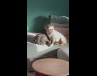 Two pugs sunbathing and snuggling with each other