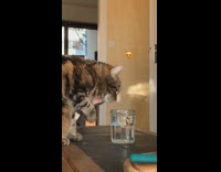 Cat dips paws in water wood table