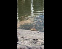 Giant mutant turtles rolls around boat pond