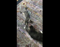 Grey cat and black cat lay rug