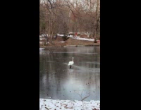 Goose walk on frozen pond water at park
