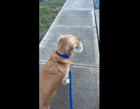 Dog with plastic bag on its mouth