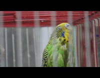 Parrots inside their cage sprayed with water
