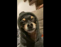 Dog wears green jacket makes owners laugh