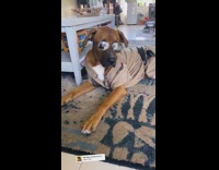 Brown dog wears cop halloween costume sunglasses 