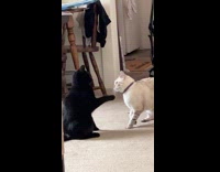Gray cat tackle black cat on floor