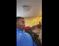 Guy barks at brown dog to see reaction 