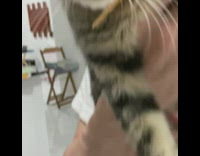 Pet cat meows long and funny while picked up by owner