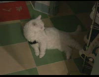 Tongue of pet cat stuck on its collar