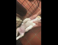 Corgi puppy dog lays back shoulder massage 