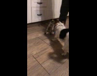 Dog plays and chases the small pug