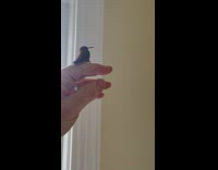 Man release humming bird trapped inside his house