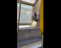 Guy grab and release pigeon out of train