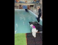 dog in pink vest swim lesson indoors