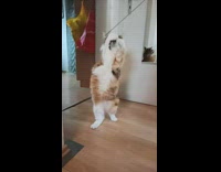 Brown white cat stands plays metal stick 