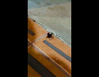 Beetle on ground fly towards the filmer