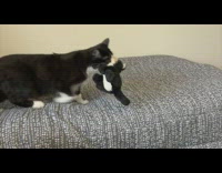 Two videos of pet cat that plays inside the house