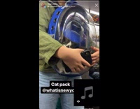 Cat in capsule bag meow sync with music