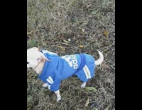 Dog named Daisy walks around grass in Adidas pink blue tracksuit 
