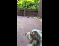 Dog watching person walk by with car bumper