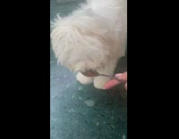 White dog eats peanut butter metal spoon 