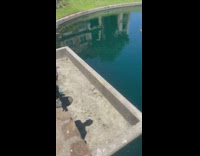 Guy saves duckling stuck in empty pool