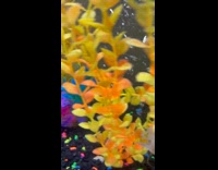 Fish swims around while biting lobster claw